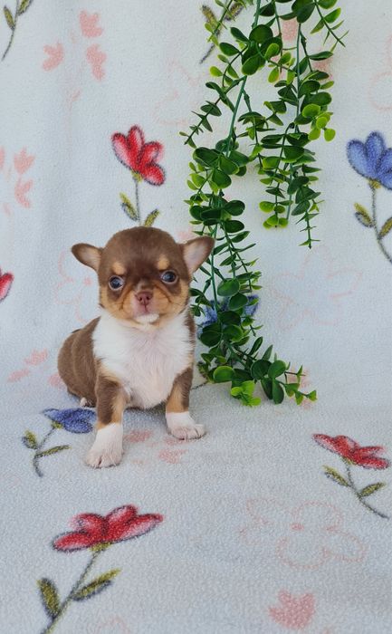 Excecional menina semi pelo Chihuahua/chihuahua de Qualidade