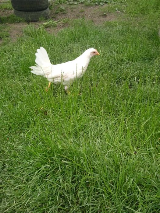 Kury nioski 16 tygodniowe