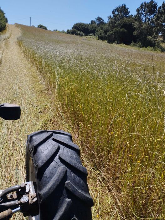 Vendo Feno de azevem