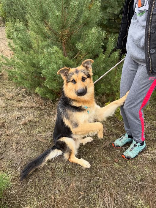 Porter piękny misiowaty chłopaczek szuka swojego domku
