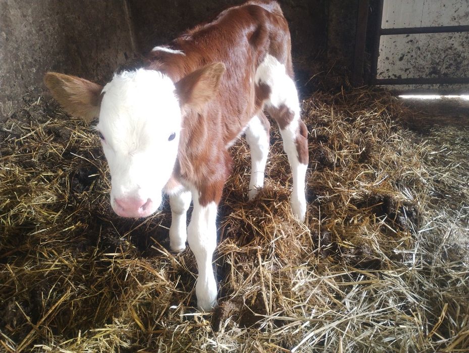 Sprzedam jałówkę mięsną SM