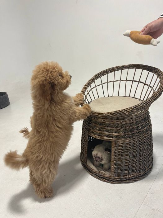 Хлопчик мальтіпуФ1