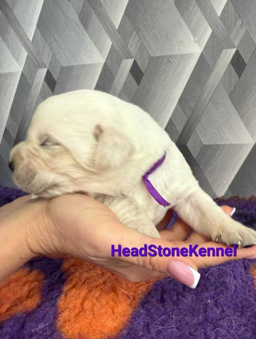 Щенки Клуба Лабрадор ретривер