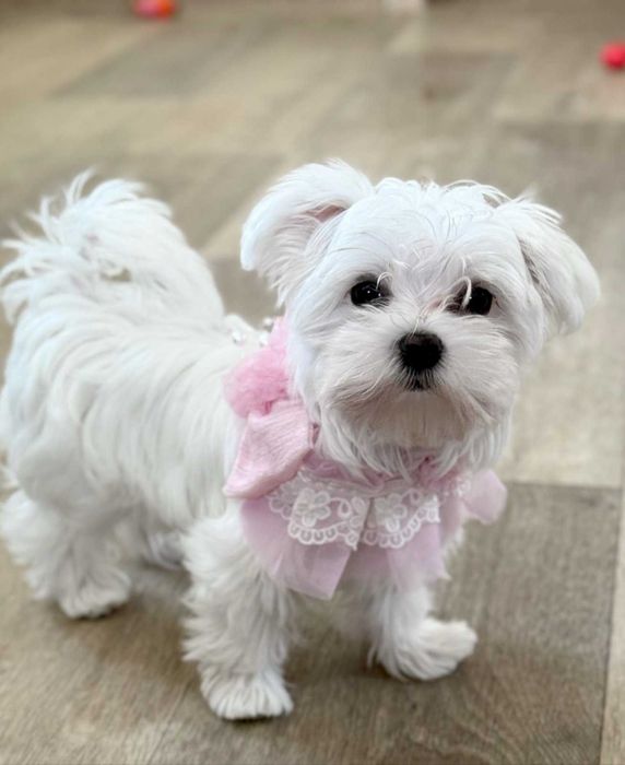 найкраща дівчинка міні мальтезе КСУ