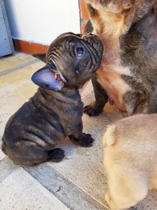 Buldog Francês brindle