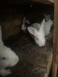 Vendo coelhos com 3 meses 12,50€