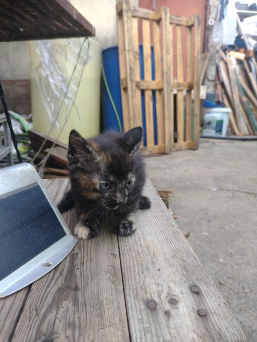 Uma gatinha para adopção