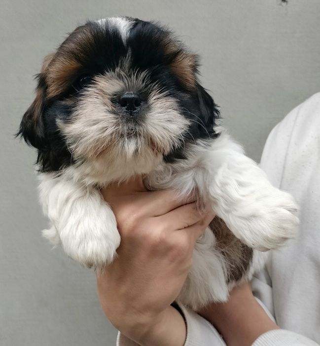 Piesek Shih Tzu.