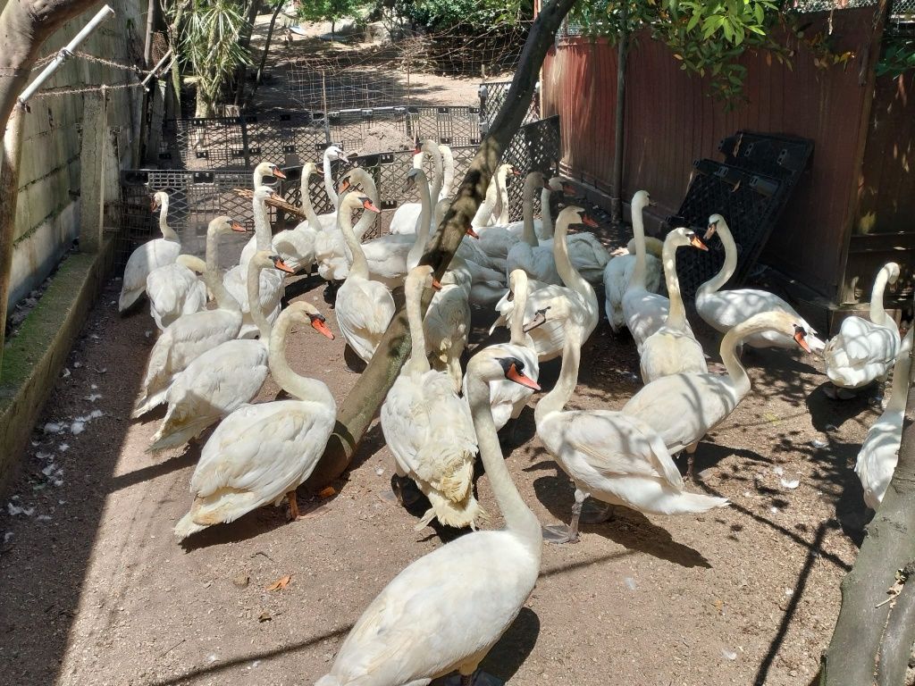 Casais de cisnes brancos adultos com idade reprodutora,