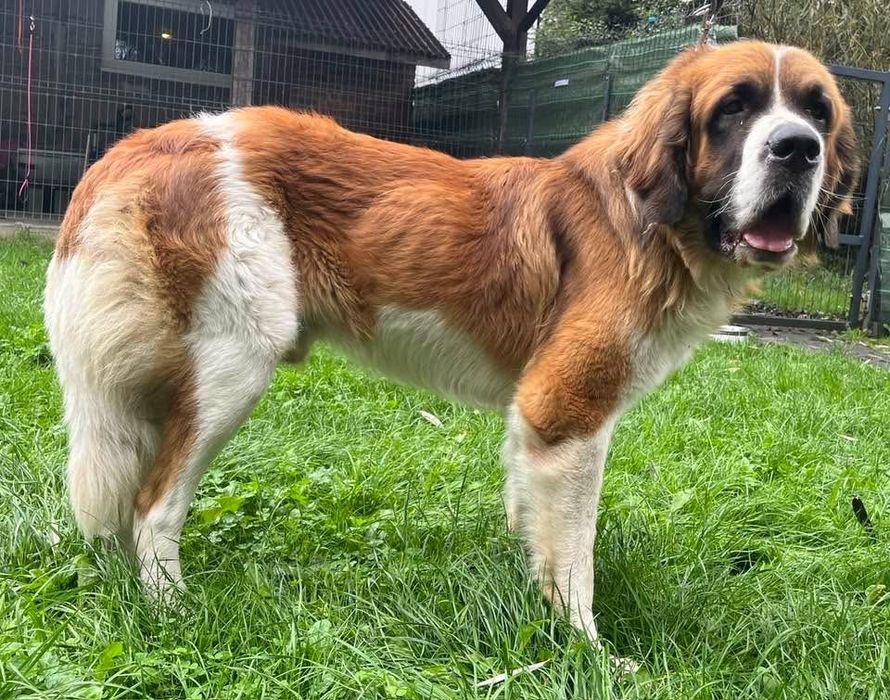 Malutki- Bernardyn czeka na dom