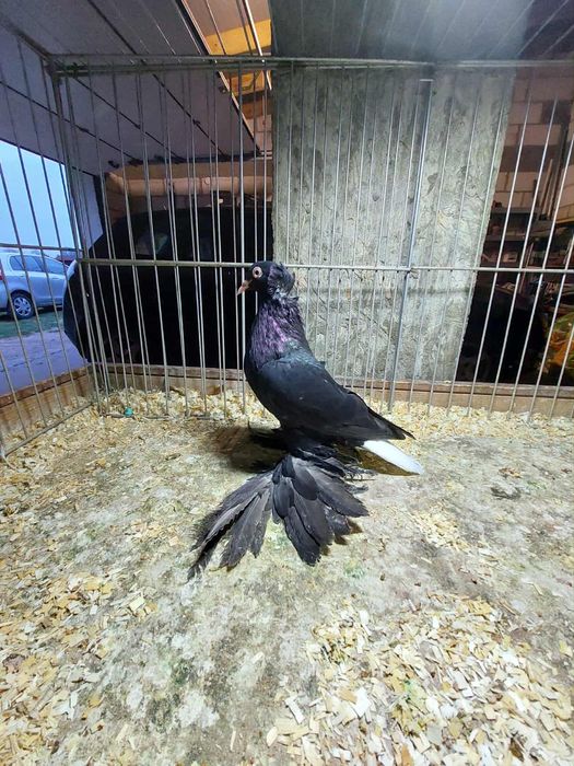 Wyszwanc , wyszwance  samiczka