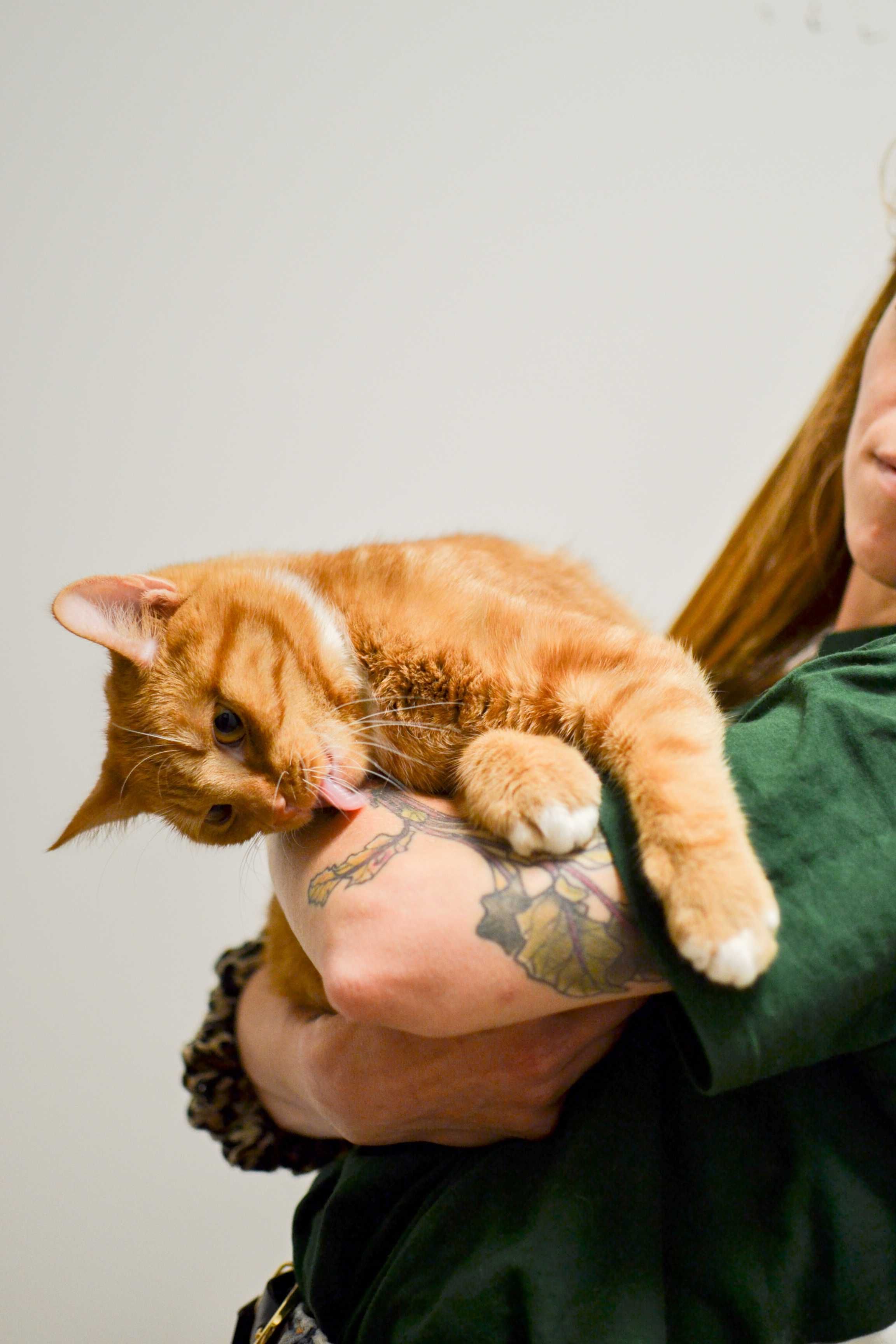 Skaza - przepiękny, rudy kot do adopcji!
