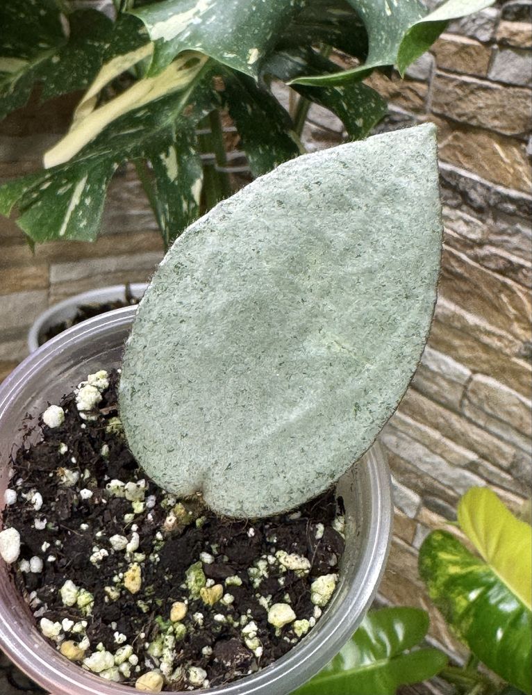 Хойя Hoya Caudata Argene.