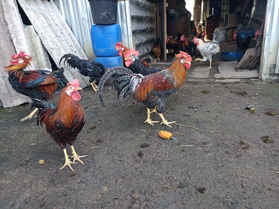 Koguty Rasy Włoszka