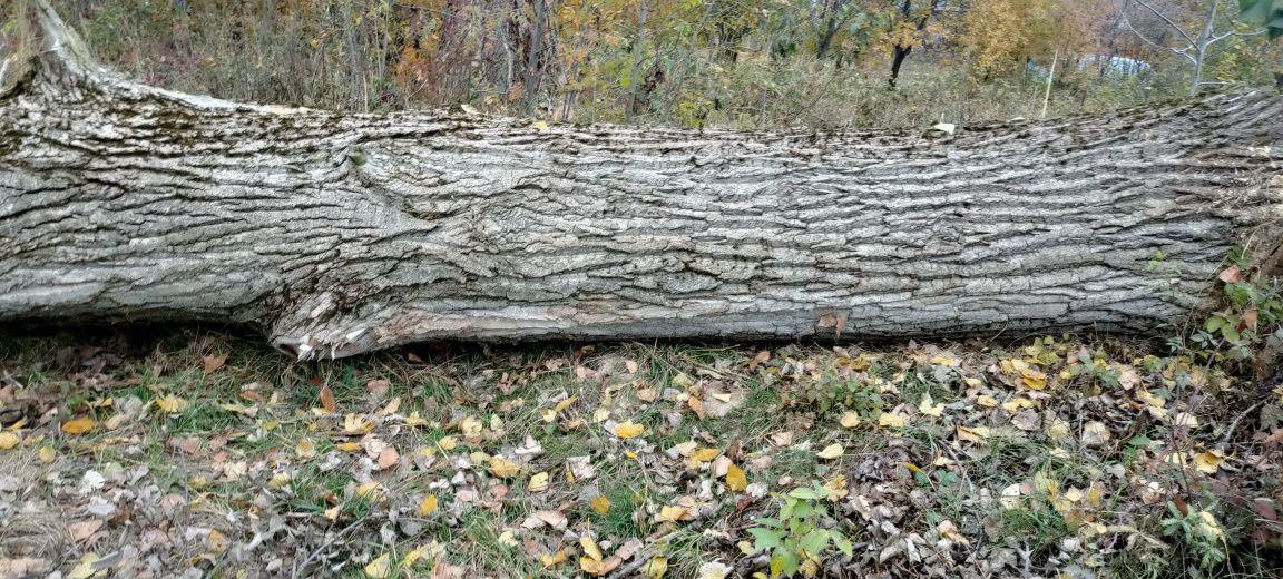 Topola świeżo scienta