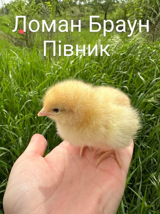 Ломан Сенді Браун несушка Курчата Курча Добові є Півники Півні Когути