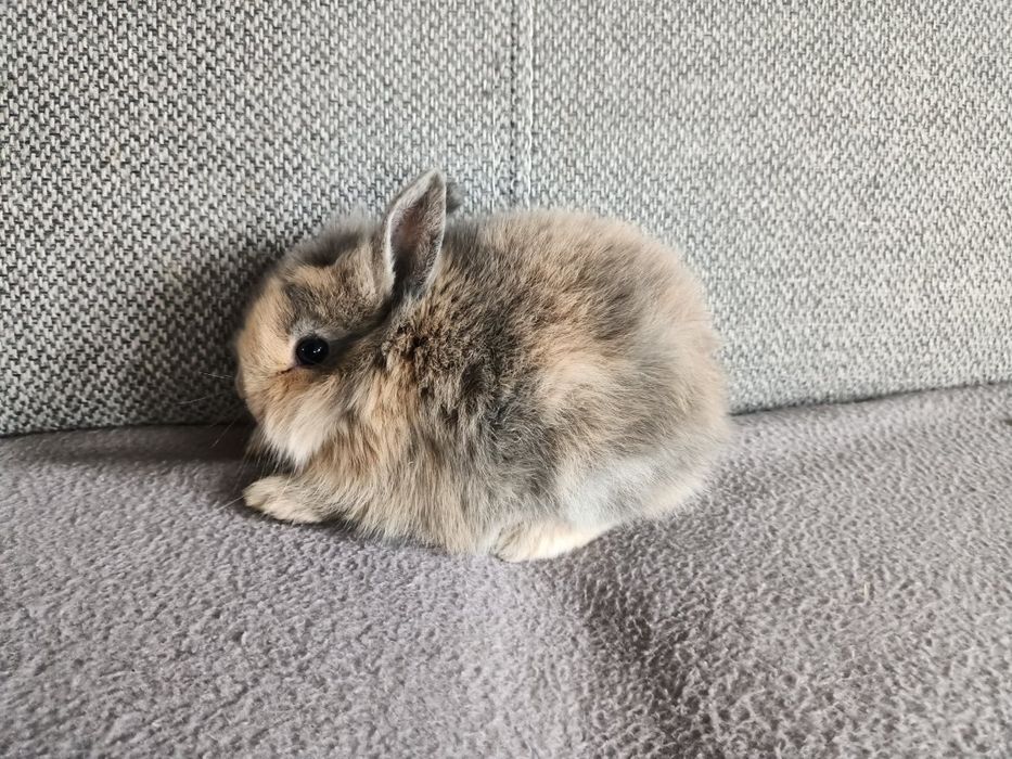 Króliczki miniaturki