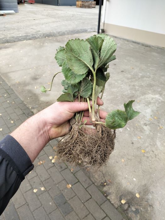 Sadzonka truskawek Rumba