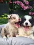 Border Collie Samiec