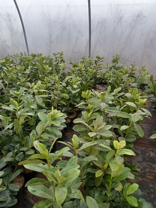 Laurowiśnia novita 15 zł ł