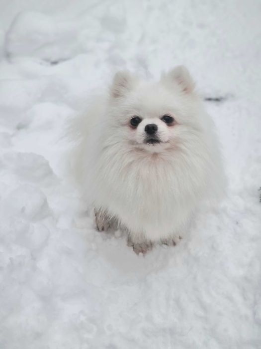 Вязка померанский шпиц