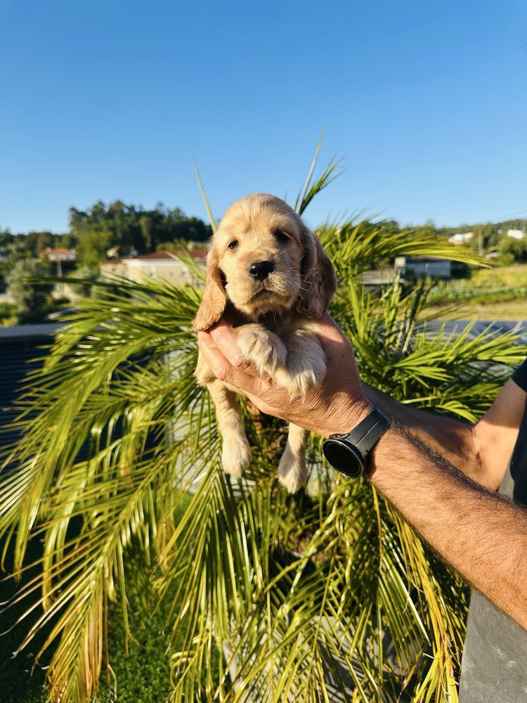 Cocker menino lindo