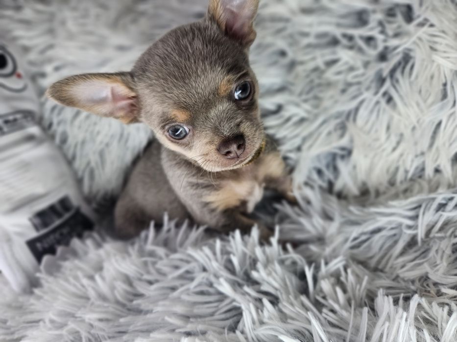 Mini Piesek chihuahua