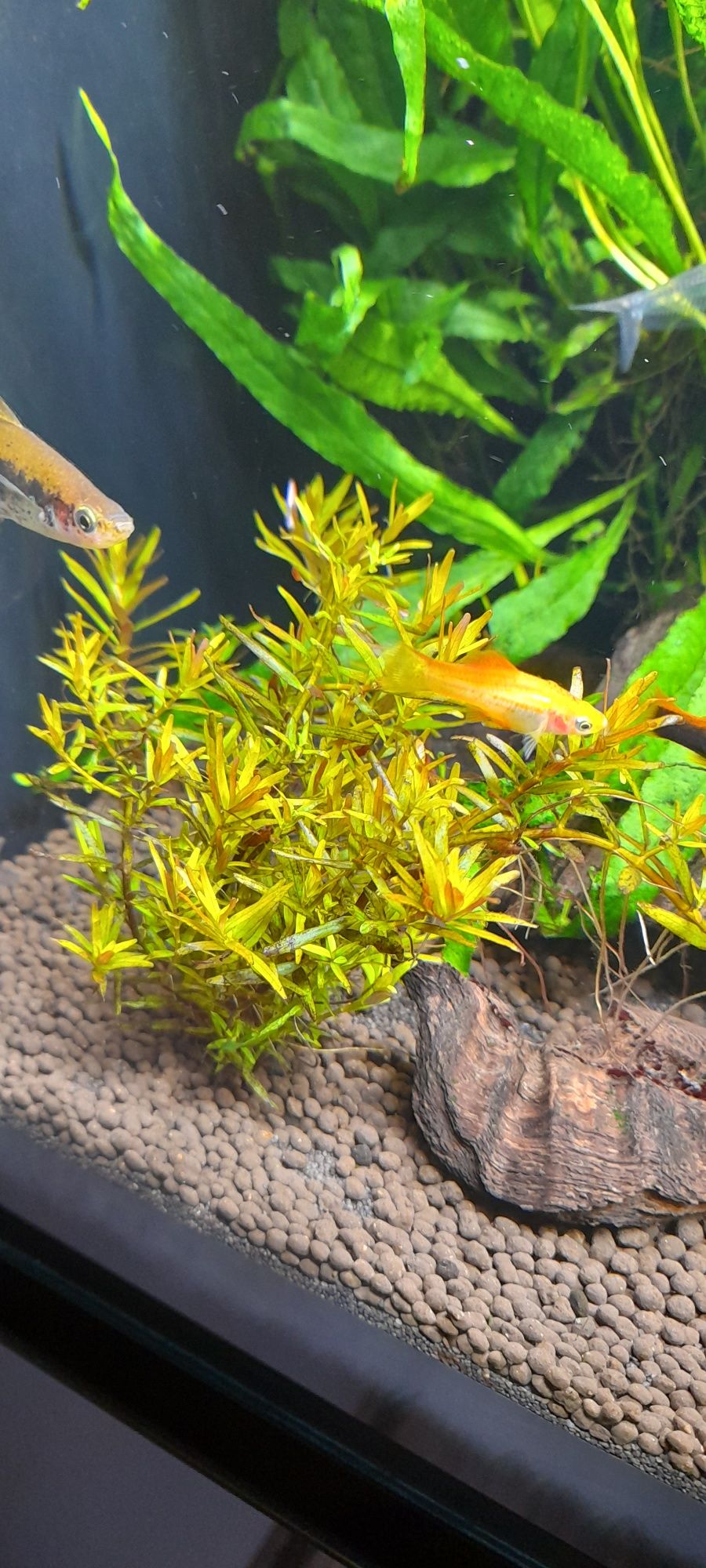 Rotala hong kong