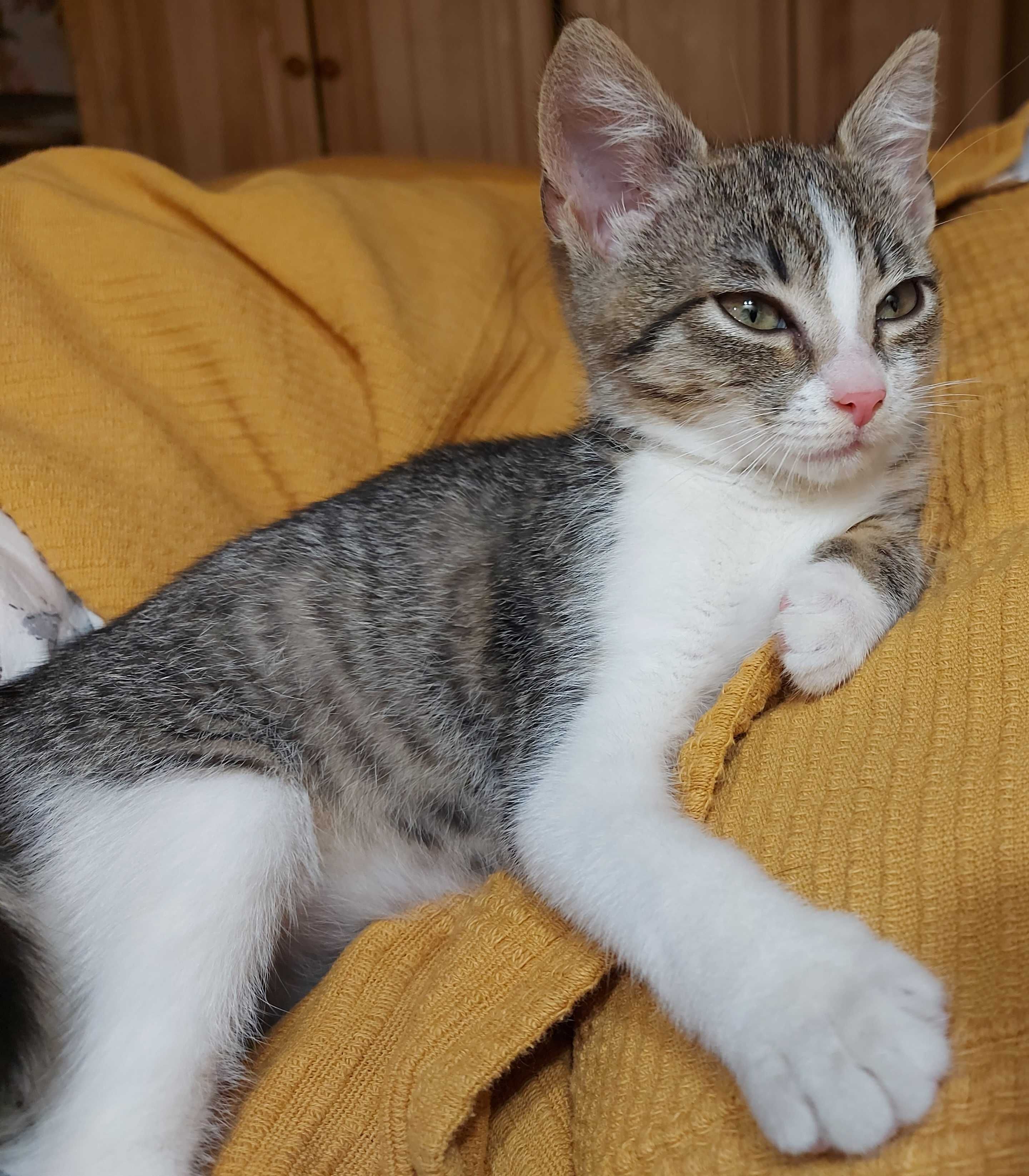Malutka drobna kotka do adopcji.