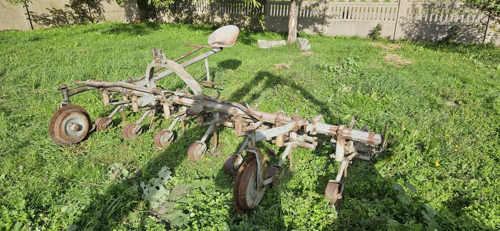 Jałówka wysokocielna