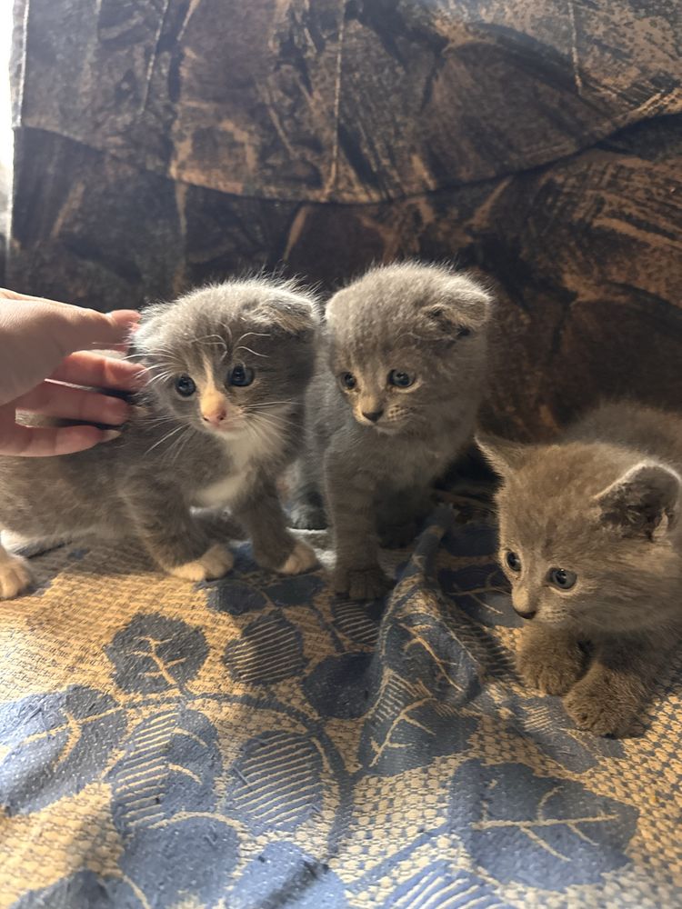 дуже красиве кошенятко