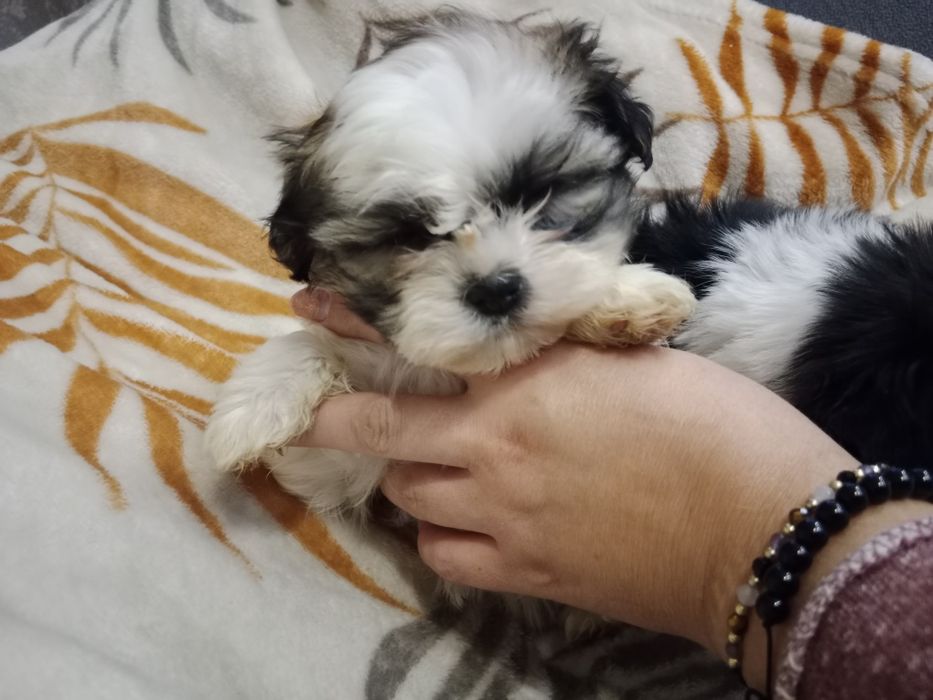 Hybryda maltańczyk i shih Tzu  malshi suczka