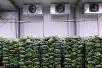 Зберігання урожаю цибулі зелені; низькотемпературні склади в Чернівцях