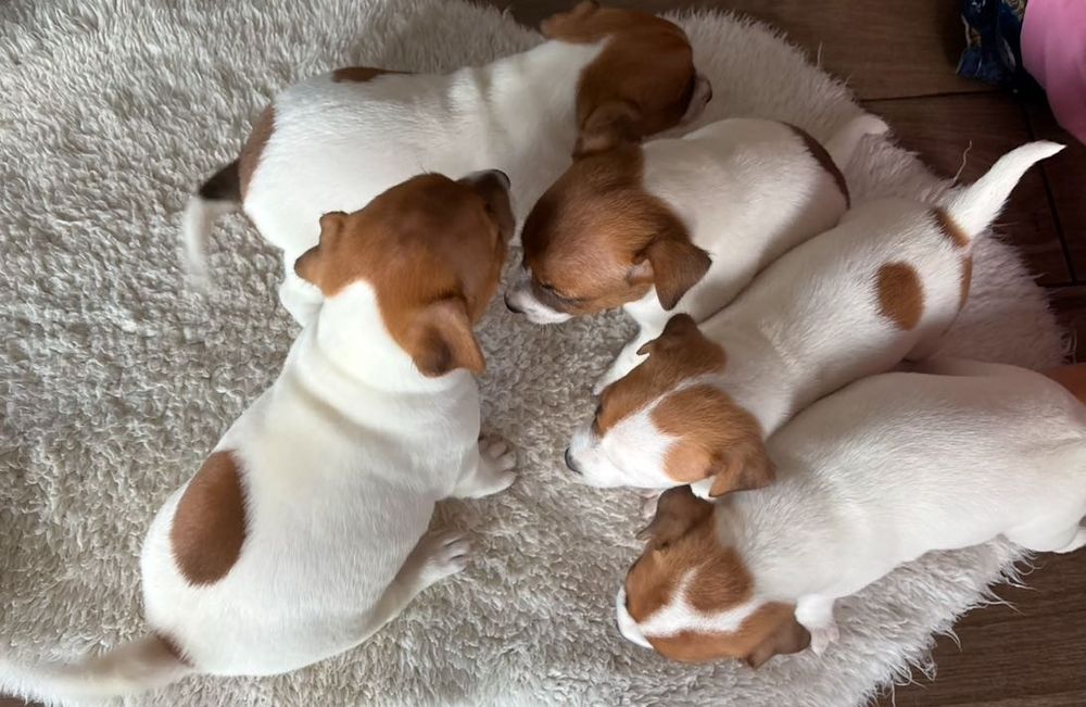 Jack Russell Terrier