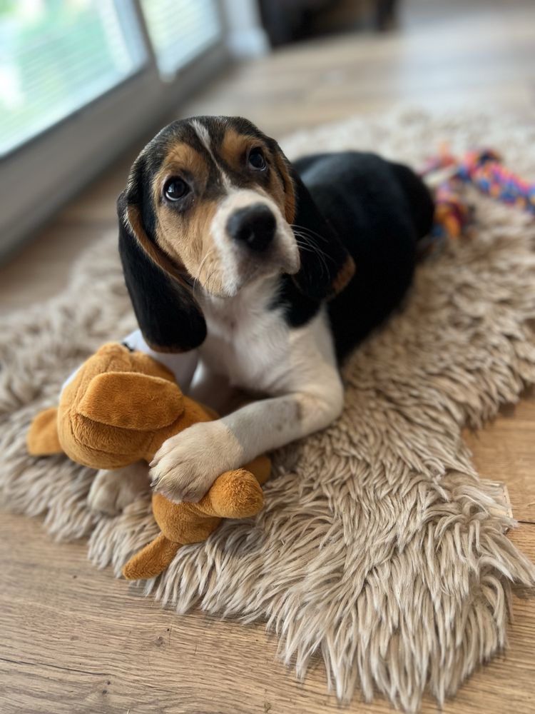 Beagle dziewczynka gotowa do odbioru.