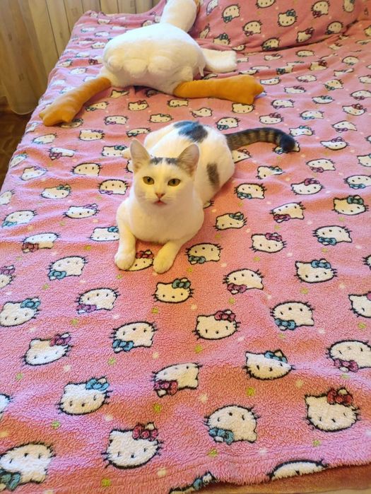 Стерилизованная кошечка ,, Снежинка,, ищет Человека с добрым сердцем