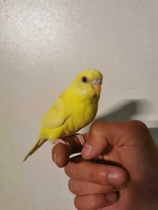 Roseicollis Agapornis domesticados