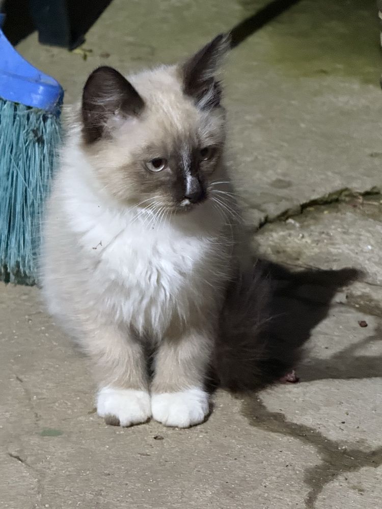 Dou gatinhas siamesas