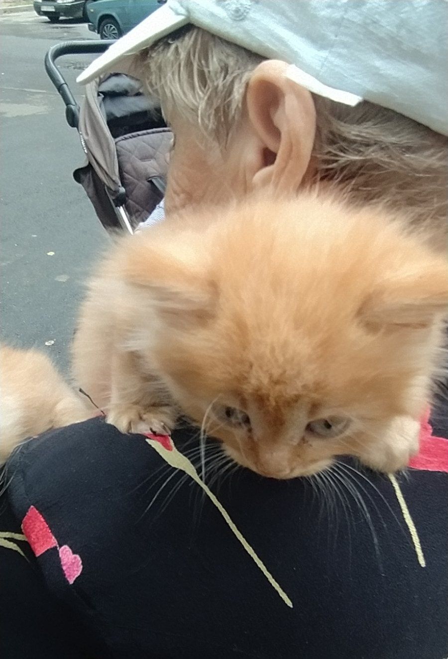 Маленькие пушистые котята ищут дом! Отдам в хорошие руки!