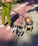 Pet Sitting - Santarém e Torres Novas