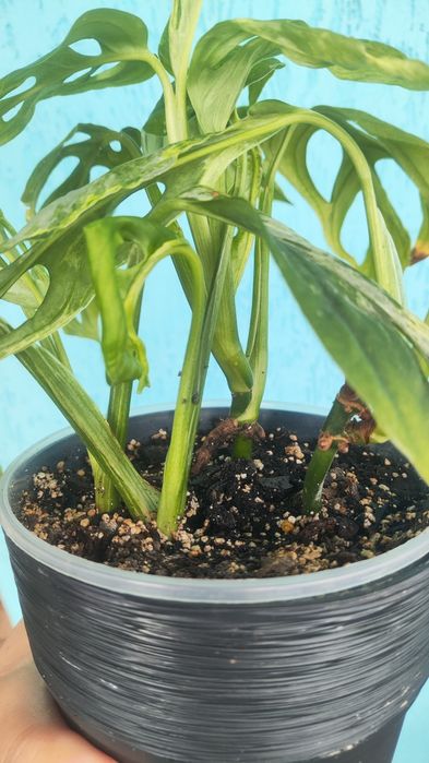 Монстера адансона індонезія марбл adansonii Indonesian Marb