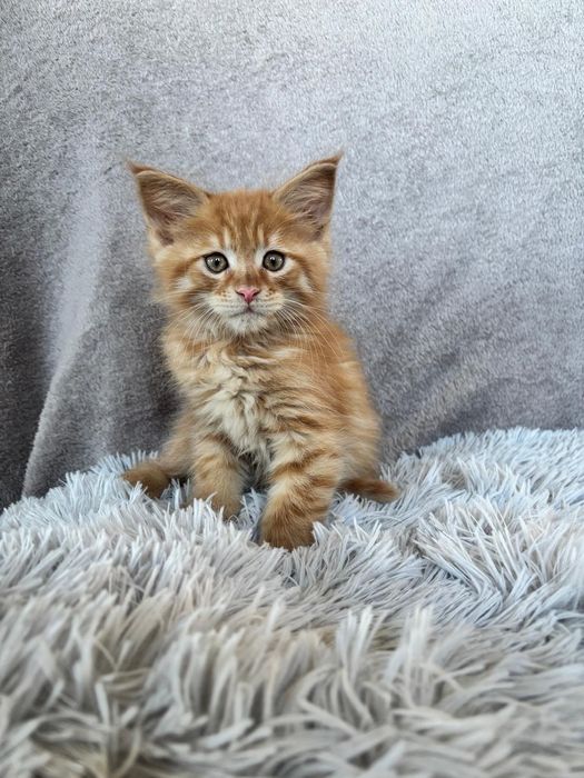 Śliczny kocurek Maine Coon