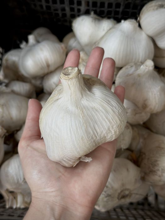 Часник Рокамболь