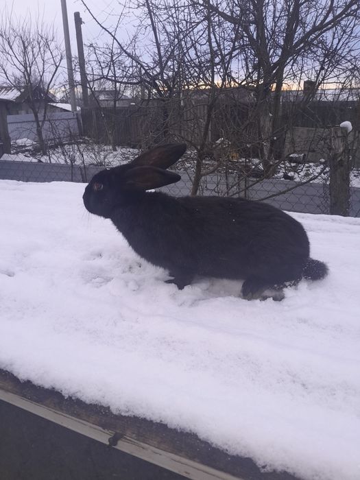 Самець породи строкач.