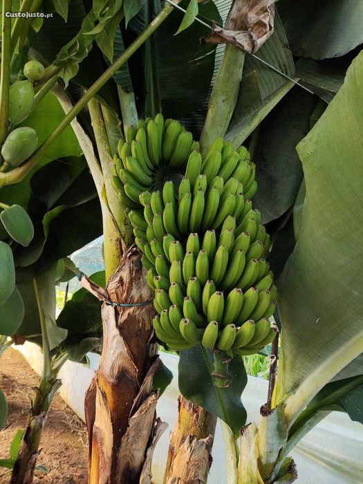 Bananeira da madeira (Banana regional)