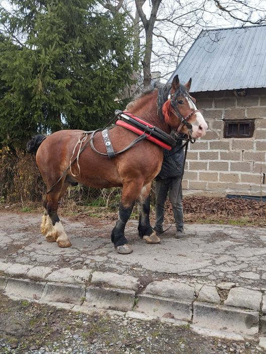 Sprzedam wałacha 3 lata