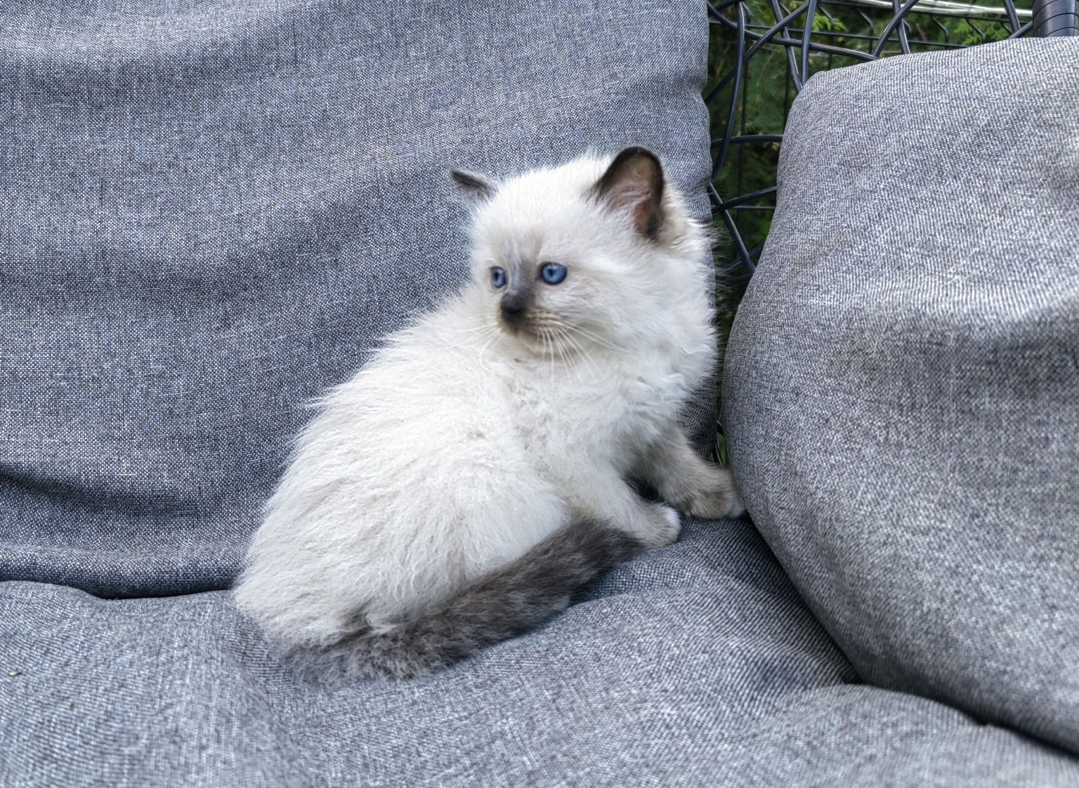 Ragdoll koteczka