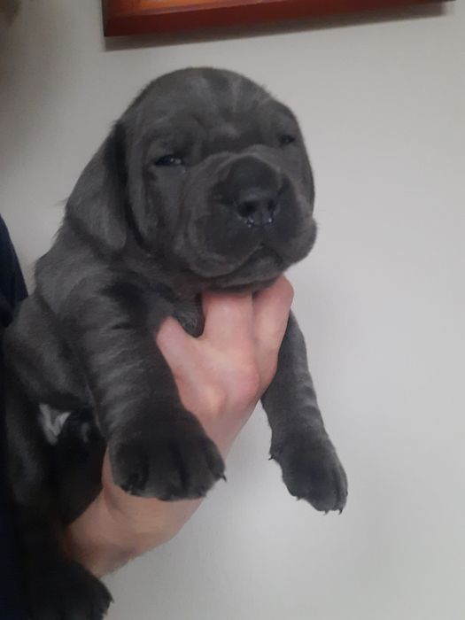 Cane Corso piesek błękitny