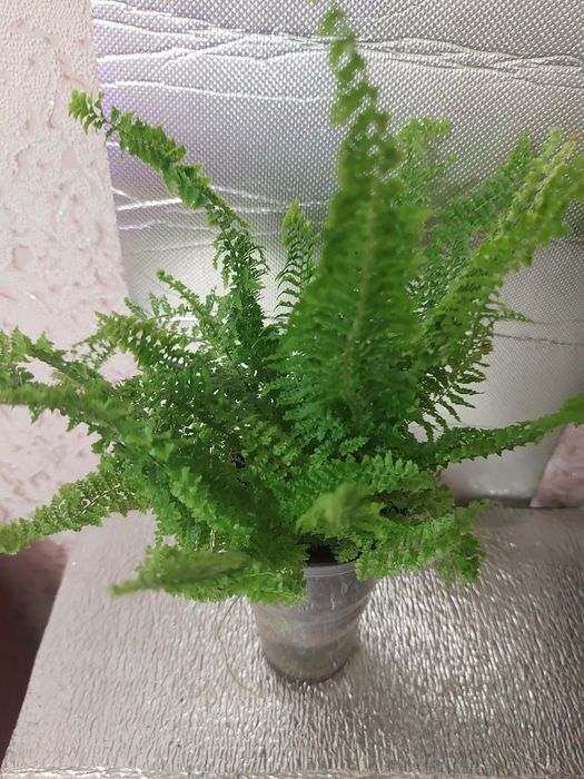 Колекційні кімнатні папороті