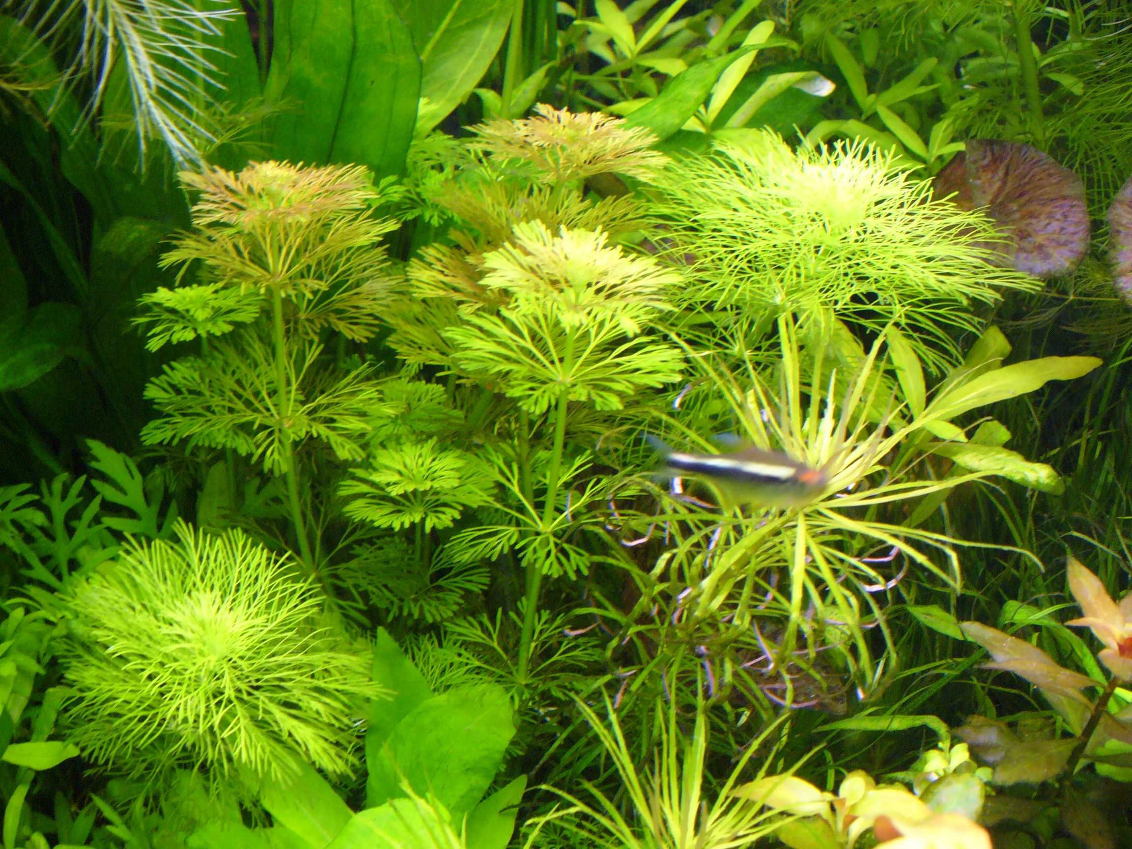 Limnophila sessiliflora-możliwe zestawy roślin